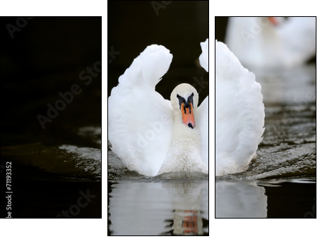 Swan in the lake - Three-piece canvas, Triptych