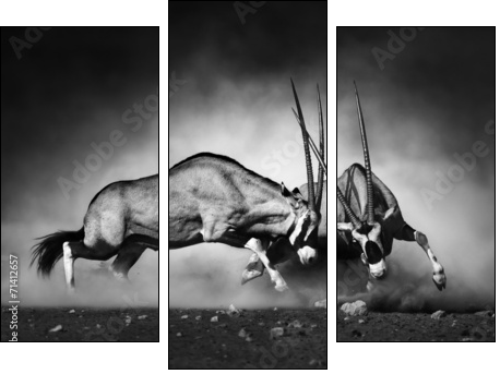 Gemsbok fight - Three-piece canvas, Triptych