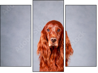 Red irish setter dog - Three-piece canvas, Triptych