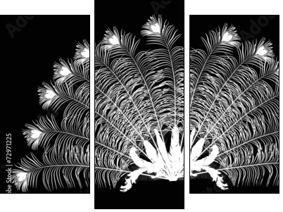 peacock feather fan silhouette on black - Three-piece canvas, Triptych