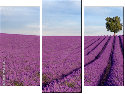 Rich lavender field in Provence with a lone tree - Three-piece canvas, Triptych