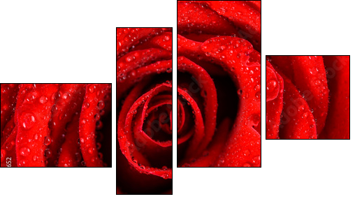 Wet Red Rose Close Up With Water Drops - Four-piece canvas, Fortyk