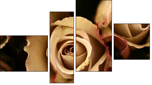 roses flower closeup - Four-piece canvas, Fortyk