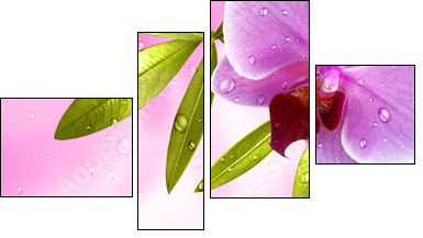 Wellness Motiv mit Orchidee - Four-piece canvas, Fortyk