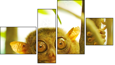 Tarsier - Four-piece canvas, Fortyk