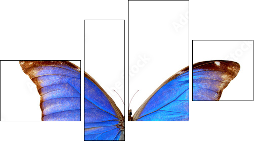 Blue morpho - Four-piece canvas, Fortyk
