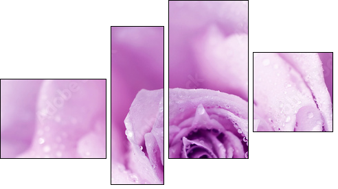 Purple wet rose background - Four-piece canvas, Fortyk