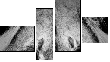 Lion Portrait - Four-piece canvas, Fortyk