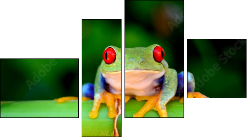 Red eyed tree frog looking curious - Four-piece canvas, Fortyk