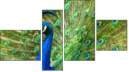 MajestÃ¤tischer Pfau - Four-piece canvas, Fortyk