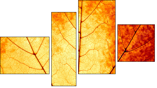 Autumnal background - macro of a colorful maple leaf - Four-piece canvas, Fortyk