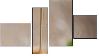 wild honey - Four-piece canvas, Fortyk