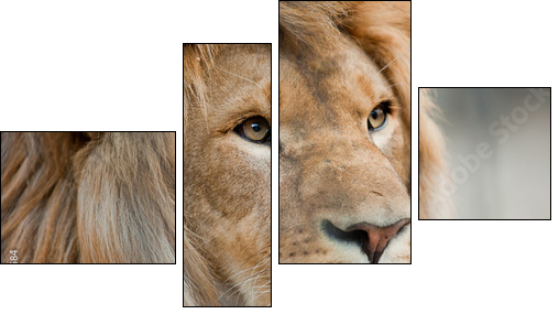 lion - Four-piece canvas, Fortyk