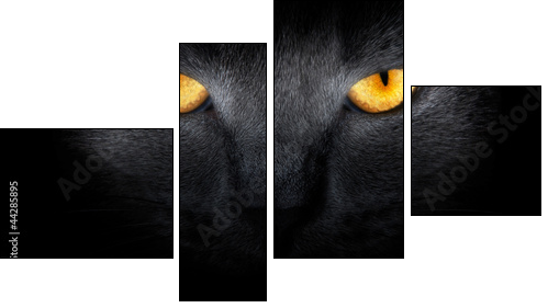 View from the darkness. muzzle a cat on a black background. - Four-piece canvas, Fortyk