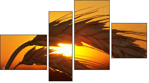 Wheat - Four-piece canvas, Fortyk