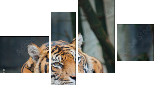 Endangered Sumatran Tiger - Four-piece canvas, Fortyk