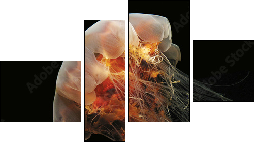 Lion's Mane Jelly - Four-piece canvas, Fortyk