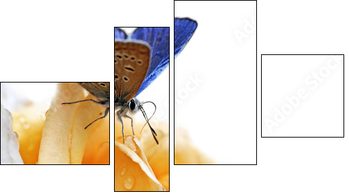 blue butterfly isolated on white background - Four-piece canvas, Fortyk