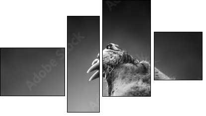 Lion displaying dangerous teeth - Four-piece canvas, Fortyk