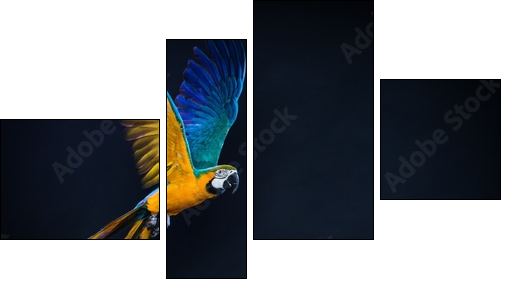 Colourful flying Ara on a dark background - Four-piece canvas, Fortyk