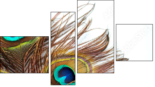 Three peacock feathers - Four-piece canvas, Fortyk