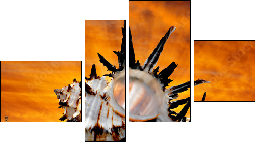 Conch shell on beach in the sunset - Four-piece canvas, Fortyk