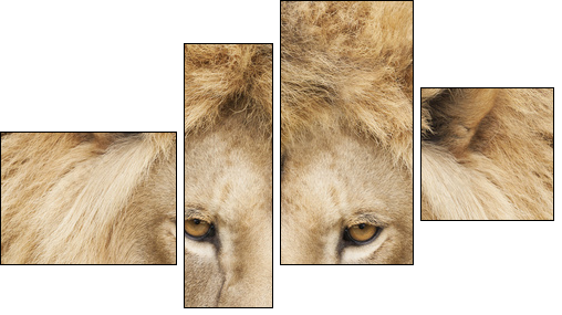 King - Four-piece canvas, Fortyk