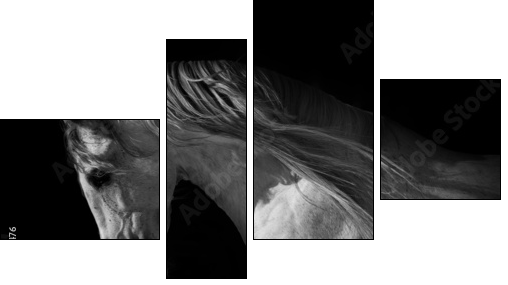 horse portrait on a dark background - Four-piece canvas, Fortyk