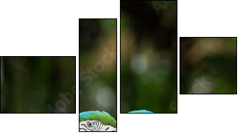 parrot - Four-piece canvas, Fortyk