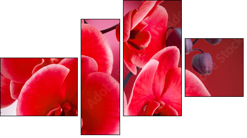 orquÃ­deas rojas con fondo y agua - Four-piece canvas, Fortyk