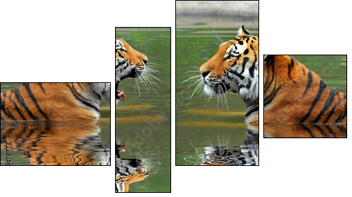Siberian Tigers in water - Four-piece canvas, Fortyk