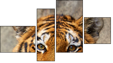 Tiger face up close - Four-piece canvas, Fortyk