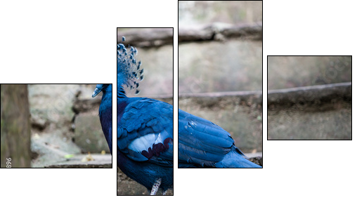 Victoria crowned pigeon. Exotic Bird Goura Victoria - Four-piece canvas, Fortyk