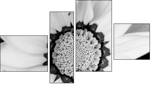 Closeup of bright yellow gazania flower - Four-piece canvas, Fortyk