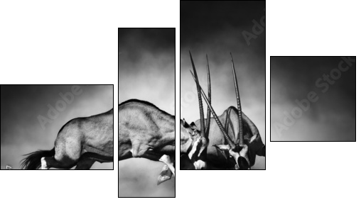 Gemsbok fight - Four-piece canvas, Fortyk