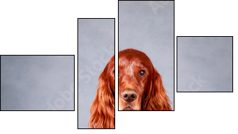 Red irish setter dog - Four-piece canvas, Fortyk