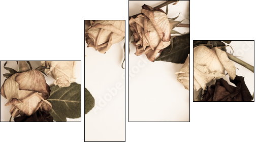 withered rose - Four-piece canvas, Fortyk
