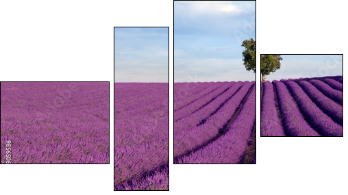 Rich lavender field in Provence with a lone tree - Four-piece canvas, Fortyk