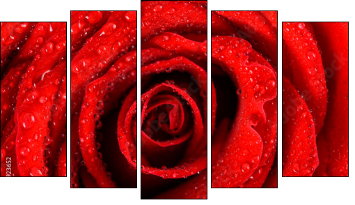 Wet Red Rose Close Up With Water Drops - Five-piece canvas, Pentaptych
