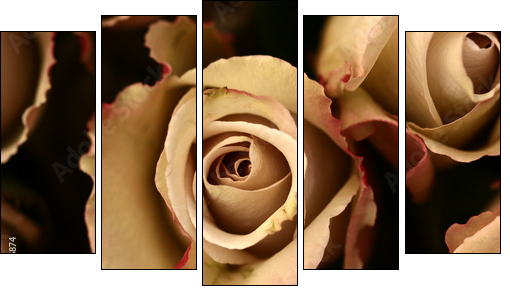 roses flower closeup - Five-piece canvas, Pentaptych