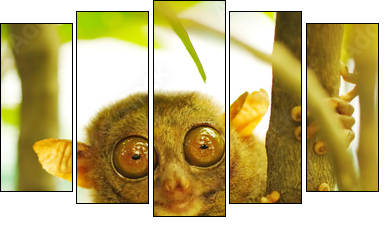 Tarsier - Five-piece canvas, Pentaptych