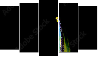 ChamÃ¤leon - Five-piece canvas, Pentaptych