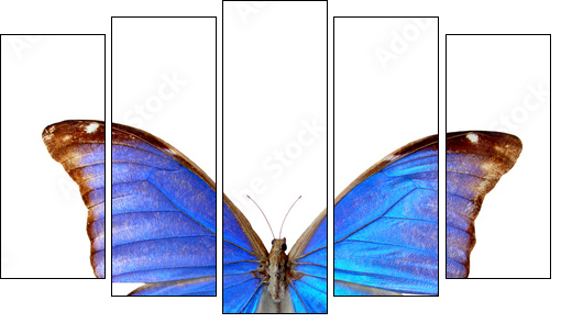 Blue morpho - Five-piece canvas, Pentaptych
