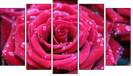 Red rose with dew - Five-piece canvas, Pentaptych