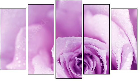 Purple wet rose background - Five-piece canvas, Pentaptych