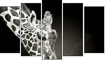 Flecken verwandte - Five-piece canvas, Pentaptych