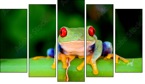 Red eyed tree frog looking curious - Five-piece canvas, Pentaptych