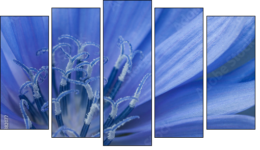 cornflower - Five-piece canvas, Pentaptych