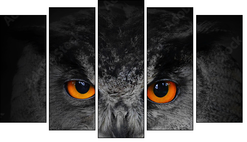 The evil eyes. ( Eagle Owl, Bubo bubo). - Five-piece canvas, Pentaptych