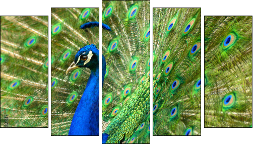 MajestÃ¤tischer Pfau - Five-piece canvas, Pentaptych